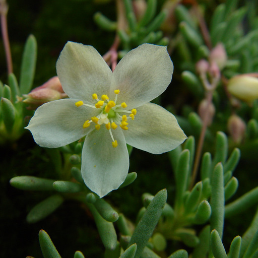 Talinum okanoganense